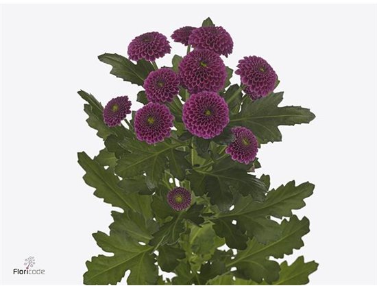 Marjetka santini Purpetta c557