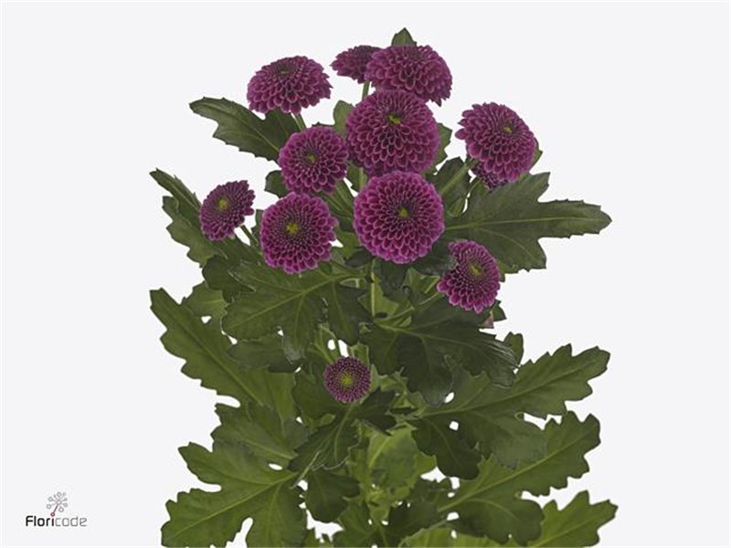 Marjetka santini Purpetta c557