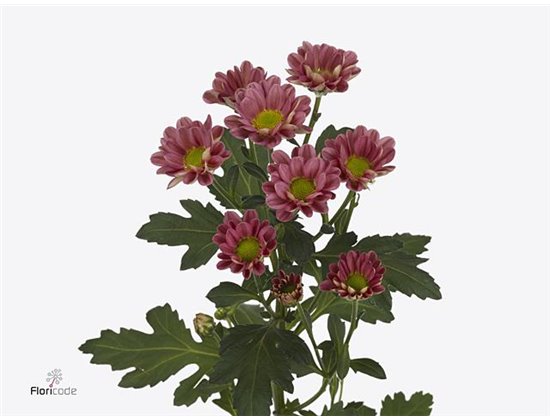 Marjetka santini Rossi Lobster c560