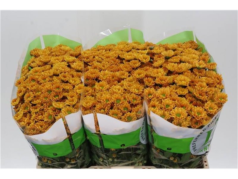 Marjetka santini Rossi Orange c561