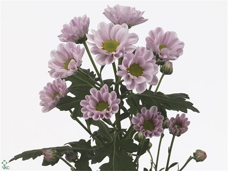 Marjetka santini Rossi Pink c562