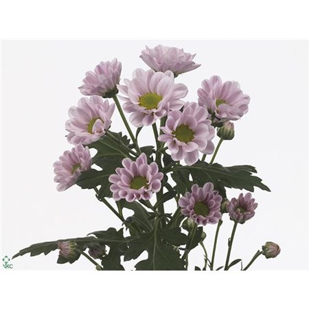 Marjetka santini Rossi Pink c563