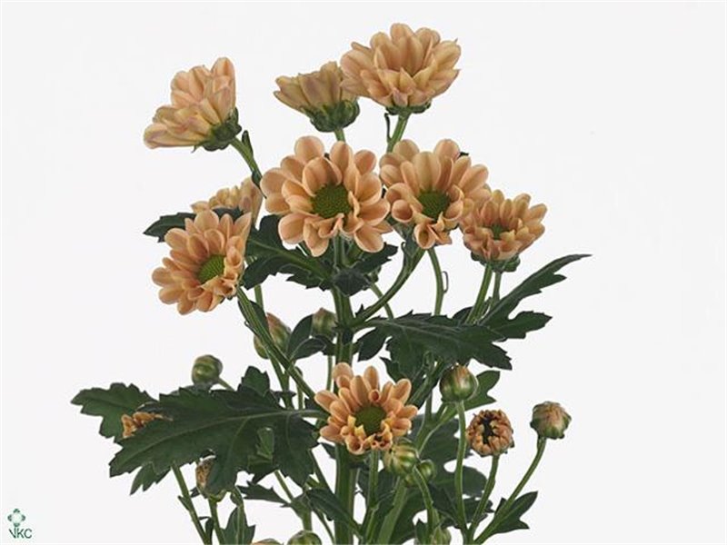 Marjetka santini Rossi Salmon c564