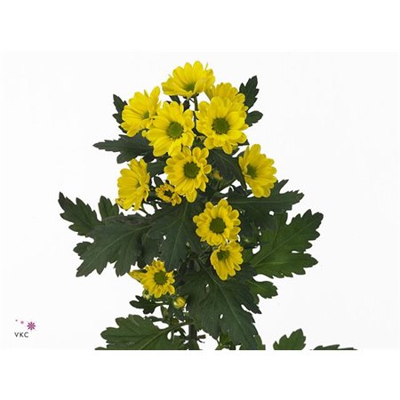 Marjetka santini Rossi Sunny c566