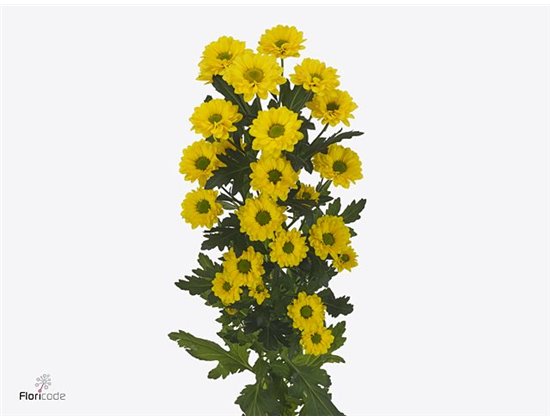 Marjetka santini Skippy c569