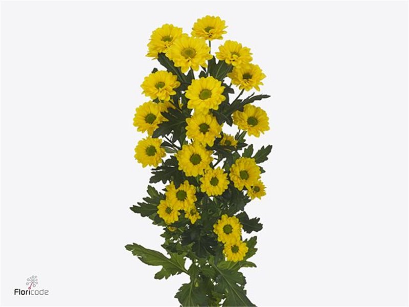 Marjetka santini Skippy c569