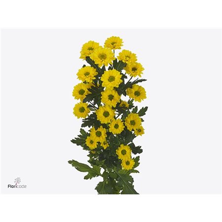 Marjetka santini Skippy c569