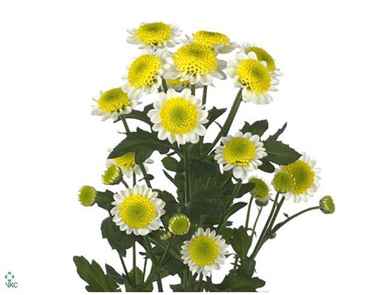 Marjetka santini Sun Up c570