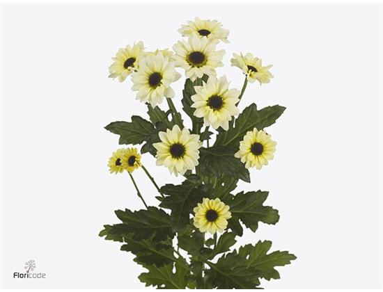 Marjetka santini Yin Yang Cream c571