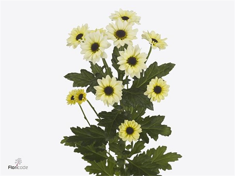 Marjetka santini Yin Yang Cream c571