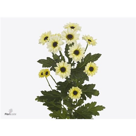 Marjetka santini Yin Yang Cream c571