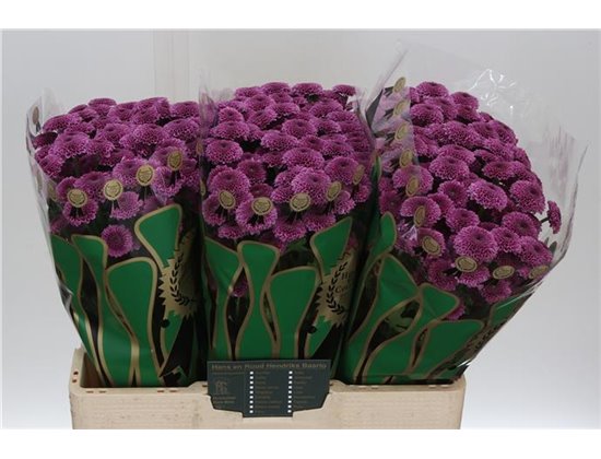 Marjetka santini Yummy c572