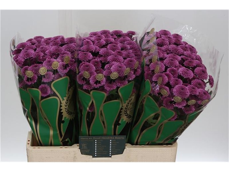 Marjetka santini Yummy c572