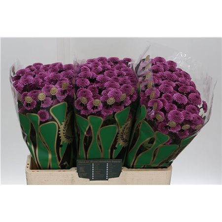 Marjetka santini Yummy c572