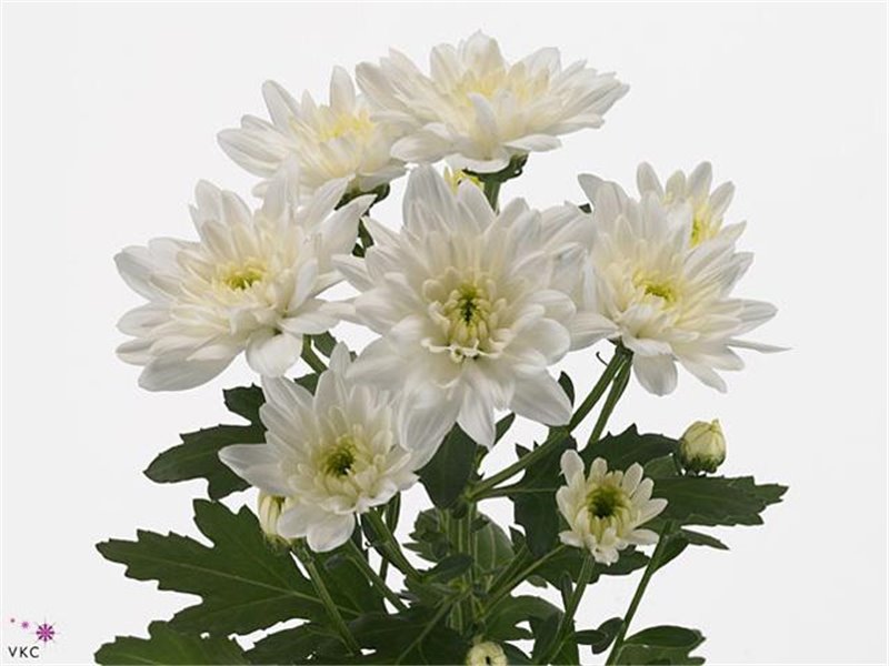 Marjetka T Baltica c574