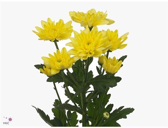 Marjetka T Baltica Yellow c578