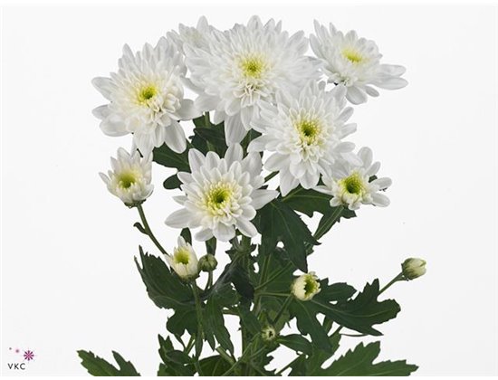 Marjetka T Bonita c580