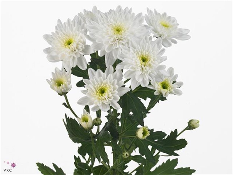 Marjetka T Bonita c581