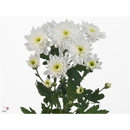 Marjetka T Bonita c581