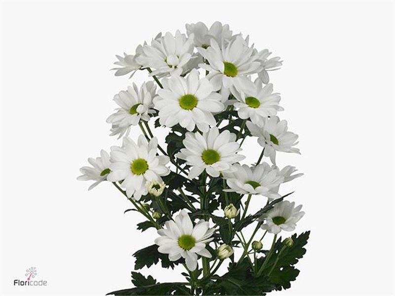 Marjetka T Bonita c582