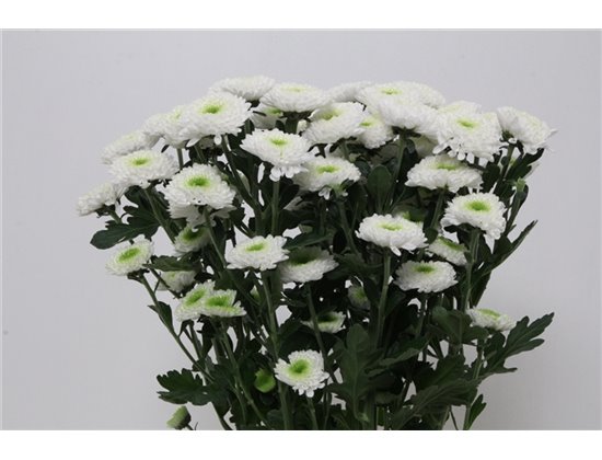 Marjetka T Daydream c583