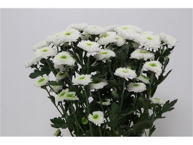 Marjetka T Daydream c583