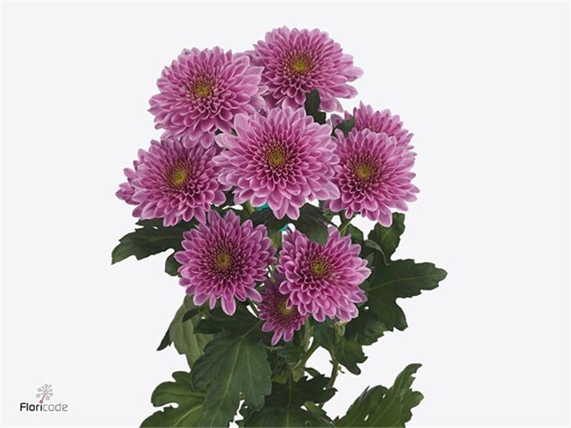 Marjetka T Fabienne c588