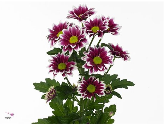 Marjetka T Haydar c589