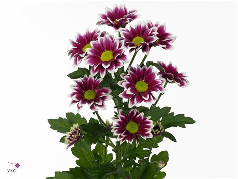 Marjetka T Haydar c589