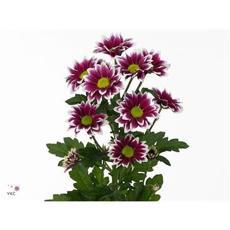 Marjetka T Haydar c589