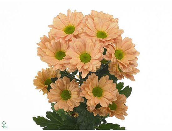 Marjetka T Haydar c590