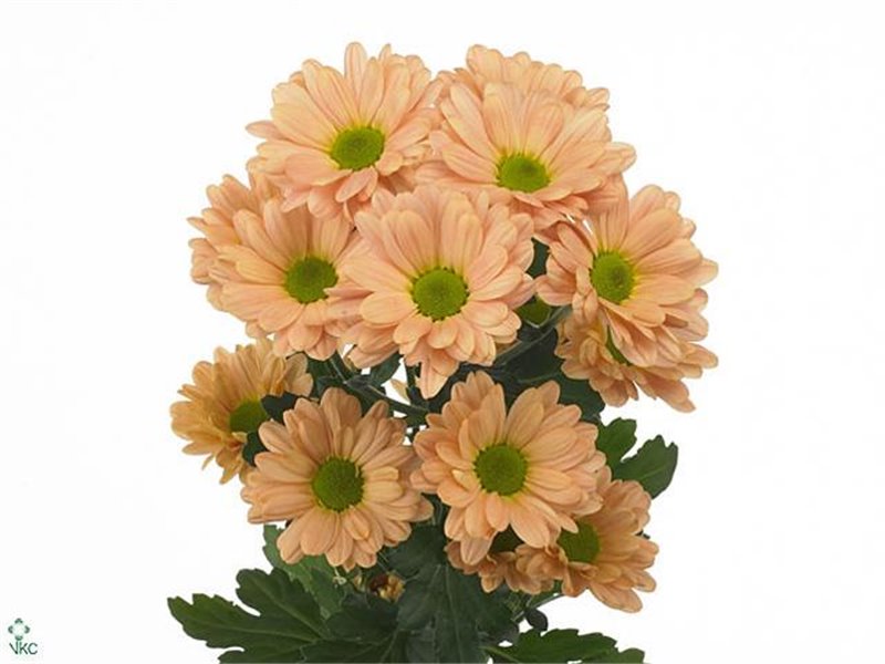 Marjetka T Haydar c590