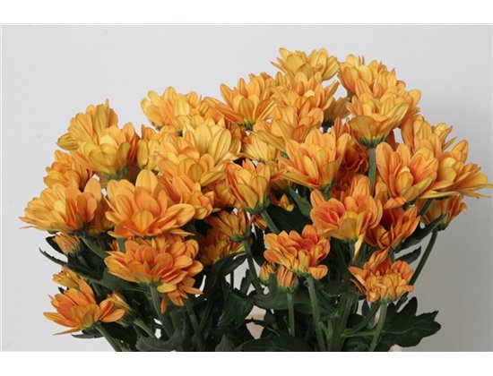 Marjetka T Kaya c592