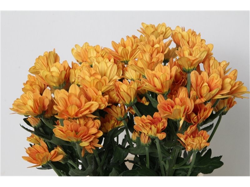 Marjetka T Kaya c592