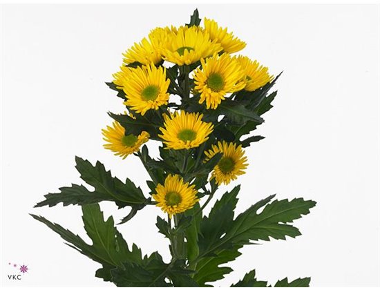 Marjetka T Korona c593