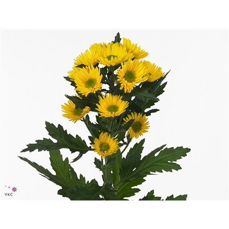 Marjetka T Korona c593