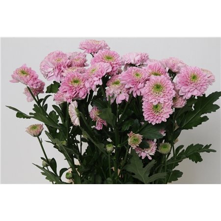 Marjetka T Letsgo Pink c594