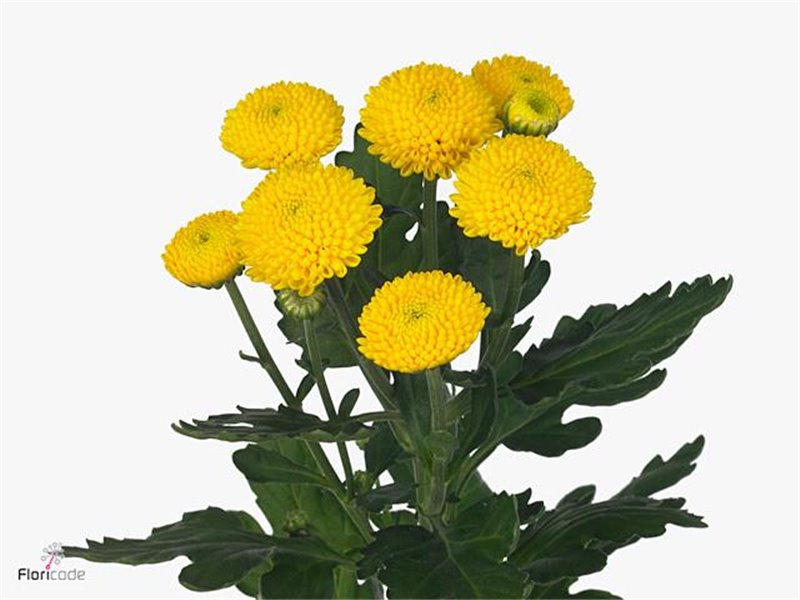 Marjetka T Limoncello c597