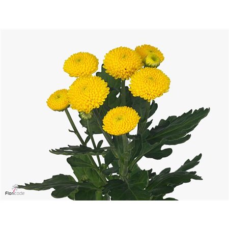 Marjetka T Limoncello c597