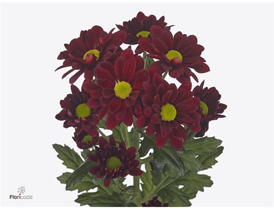 Marjetka T Mexicano c598