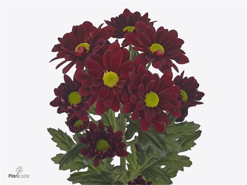 Marjetka T Mexicano c598