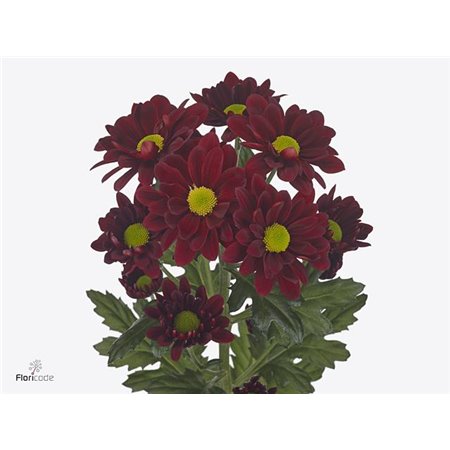 Marjetka T Mexicano c598