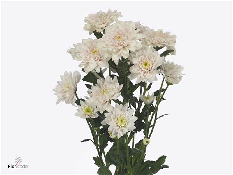 Marjetka T Mexicano c599