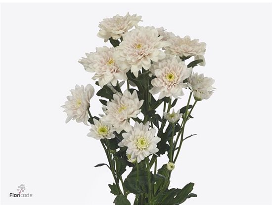 Marjetka T Pastela Pink c600