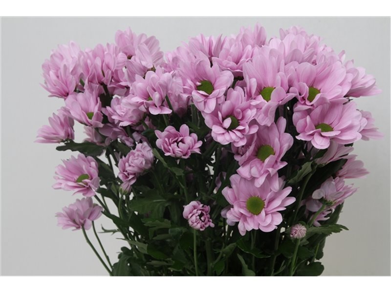 Marjetka T Precious c602