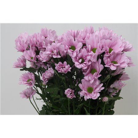 Marjetka T Precious c602