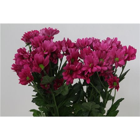 Marjetka T Radost Cream c606