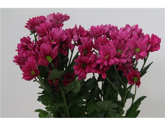 Marjetka T Randall c608