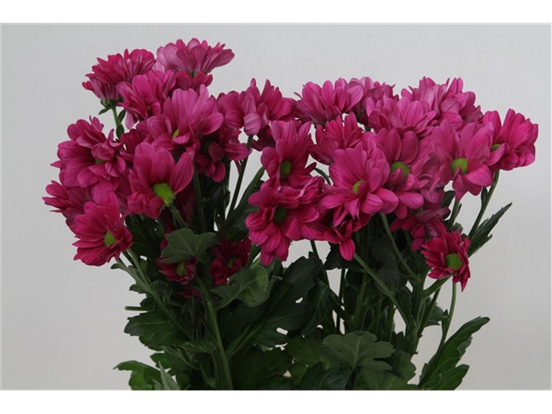 Marjetka T Randall c608