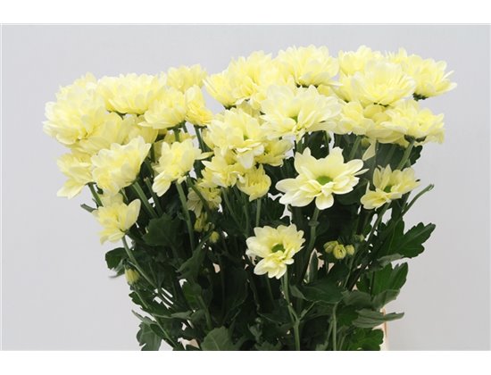 Marjetka T Resq Cream c611